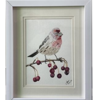 House Finch