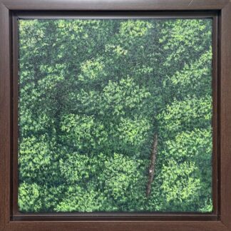 Whispers of the Canopy
